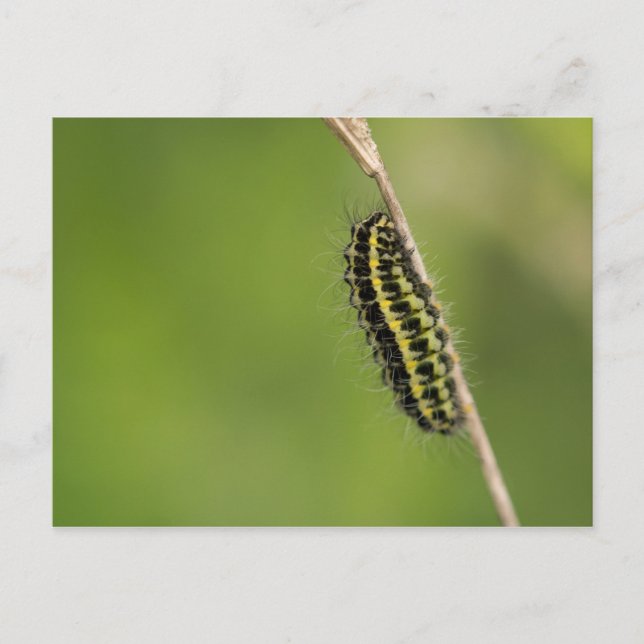 Postal Burnet Moth Caterpillar (Anverso)
