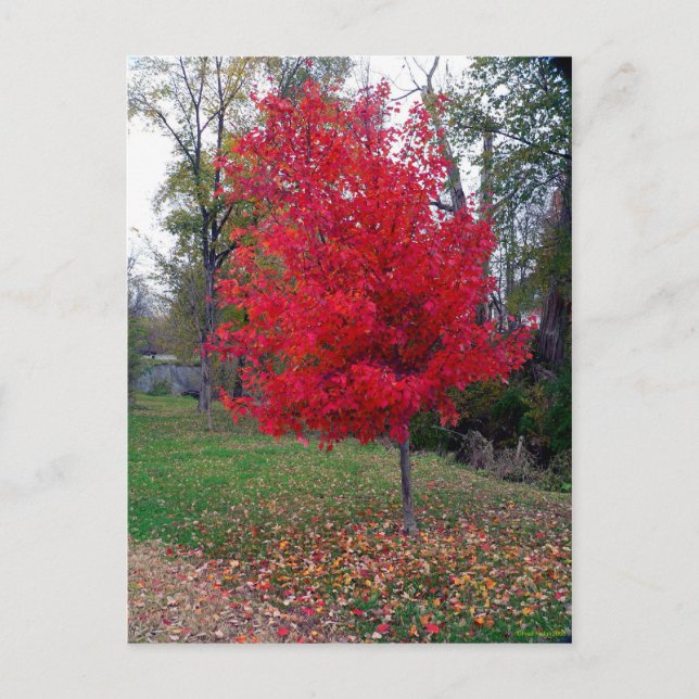 Postal Burning Bush Postcard (Anverso)
