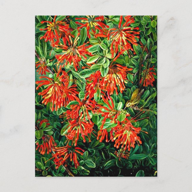 Postal Burning Bush y Emu Wren de Chile, arte fino, (Anverso)