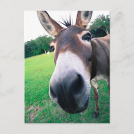 Postal Burro