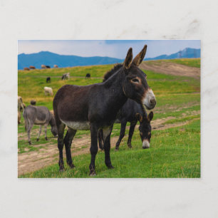 Postal Burro