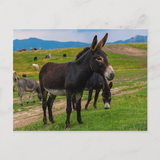 Postal Burro (Anverso)