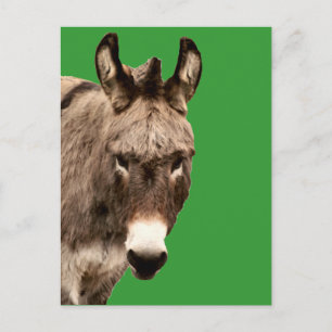 Postal burro