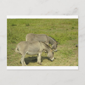 Postal burro