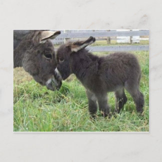 Postal burro