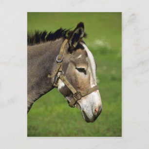 Postal Burro