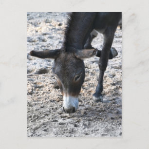 Postal Burro