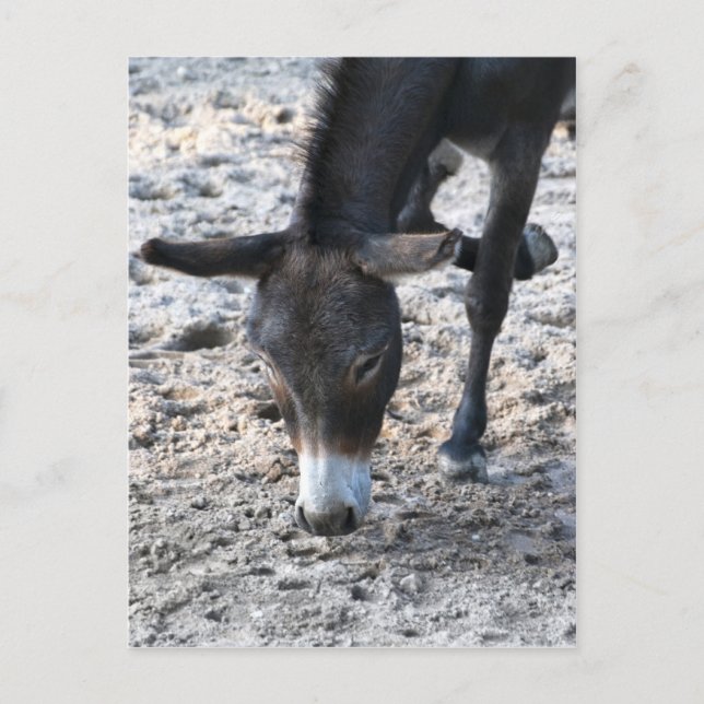 Postal Burro (Anverso)