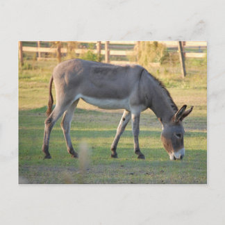 Postal Burro