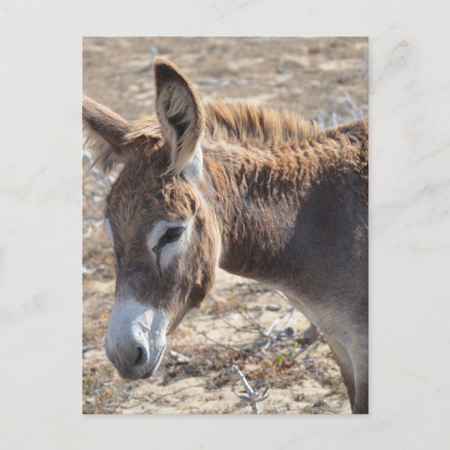 Postal Burro adorable (Anverso)