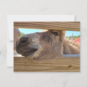 Postal Burro bebé