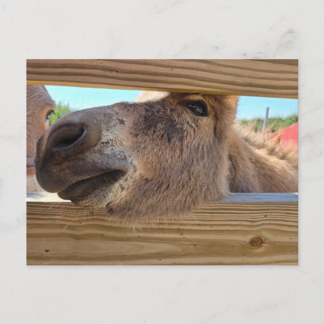 Postal Burro bebé (Anverso)