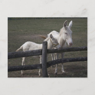 Postal Burro blanco austriaco-húngaro