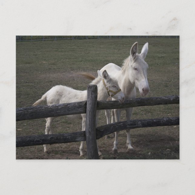 Postal Burro blanco austriaco-húngaro (Anverso)