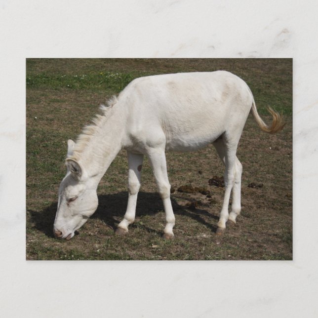 Postal Burro blanco austriaco-húngaro (Anverso)