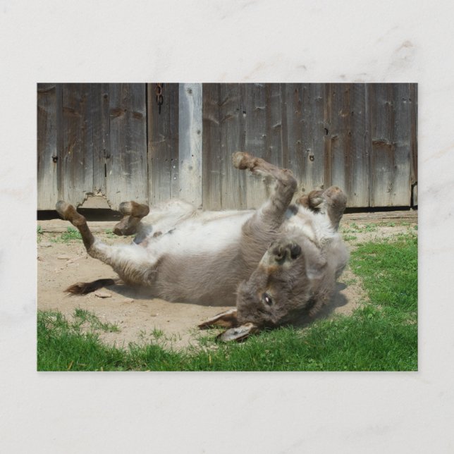 Postal Burro con baño (Anverso)