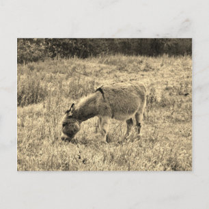 Postal Burro del tono de la sepia en un campo