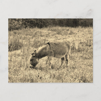 Postal Burro del tono de la sepia en un campo