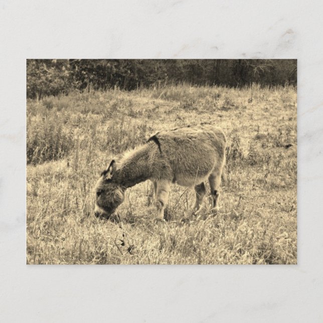 Postal Burro del tono de la sepia en un campo (Anverso)