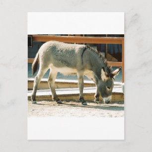 Postal Burro en la ciudad