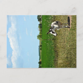 Postal Burro en un campo