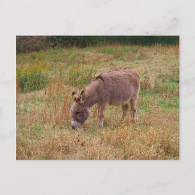 Postal Burro en un campo de otoño. (Anverso)