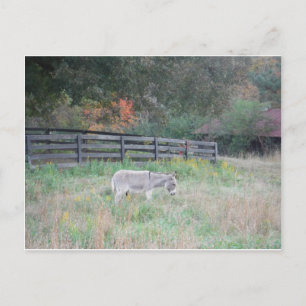 Postal Burro en un campo otoñal.
