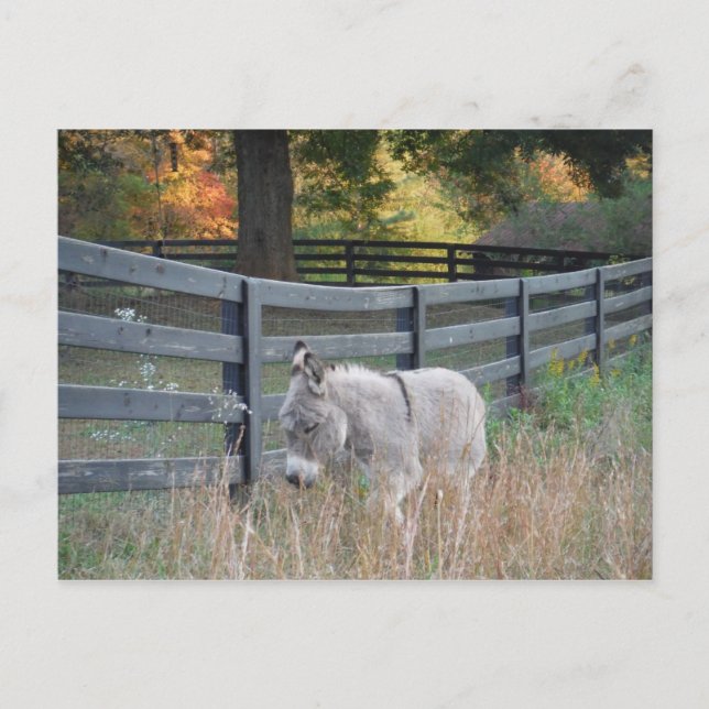 Postal Burro en un campo otoñal (Anverso)