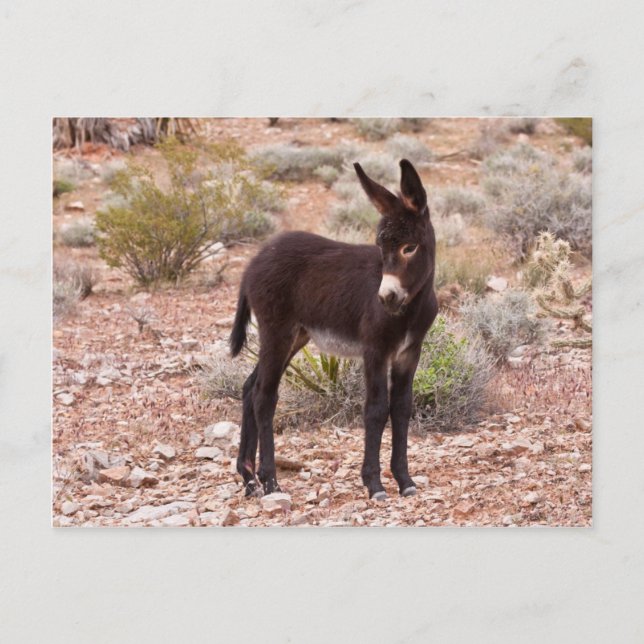 Postal Burro Foal (Anverso)