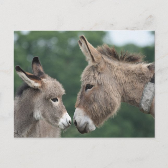 Postal Burro pequeño (Anverso)