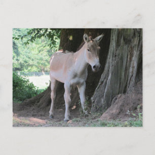 Postal Burro pequeño