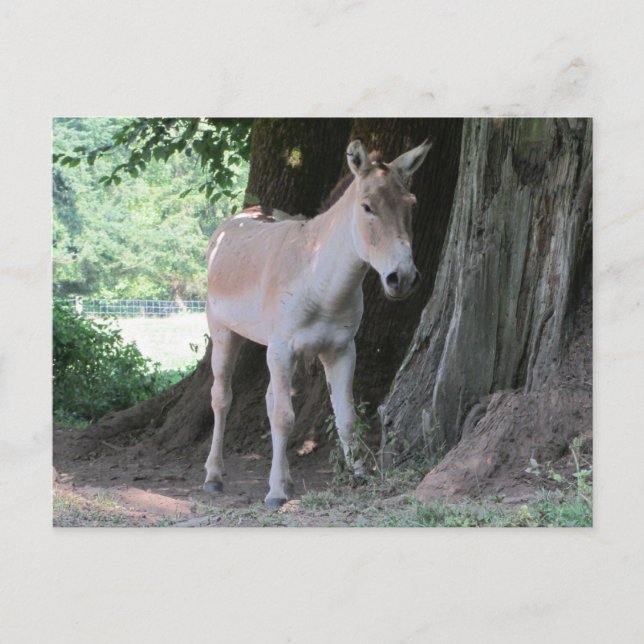 Postal Burro pequeño (Anverso)