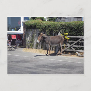 Postal Burro por la puerta