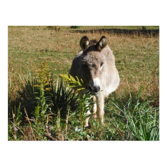 Postal Burro que escoge Wildflowers amarillos del otoño