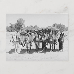Postal Burros