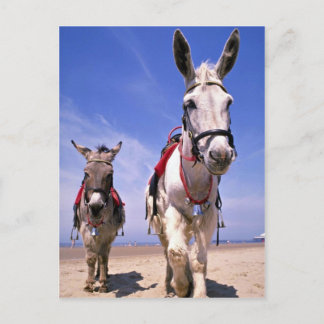 Postal Burros, Blackpool Beach, Inglaterra