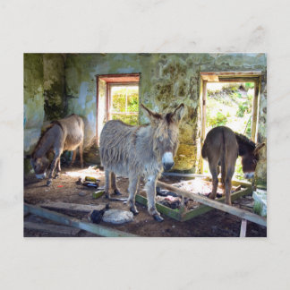 Postal Burros de Blasket