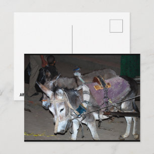 Postal Burros de Luxor