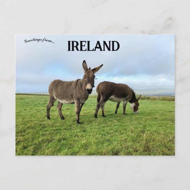 Postal Burros en Doora Irlanda (Anverso)