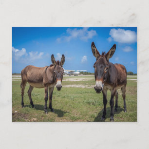 Postal Burros en el aeródromo