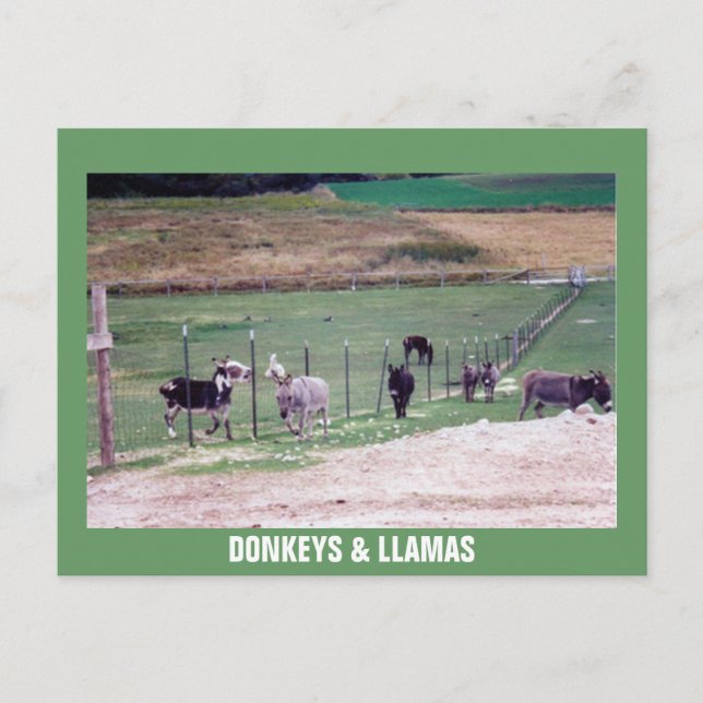POSTAL BURROS & LLAMAS (Anverso)