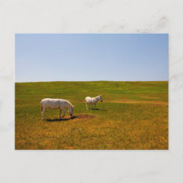 Postal Burros, Parque Estatal Custer, Dakota del Sur