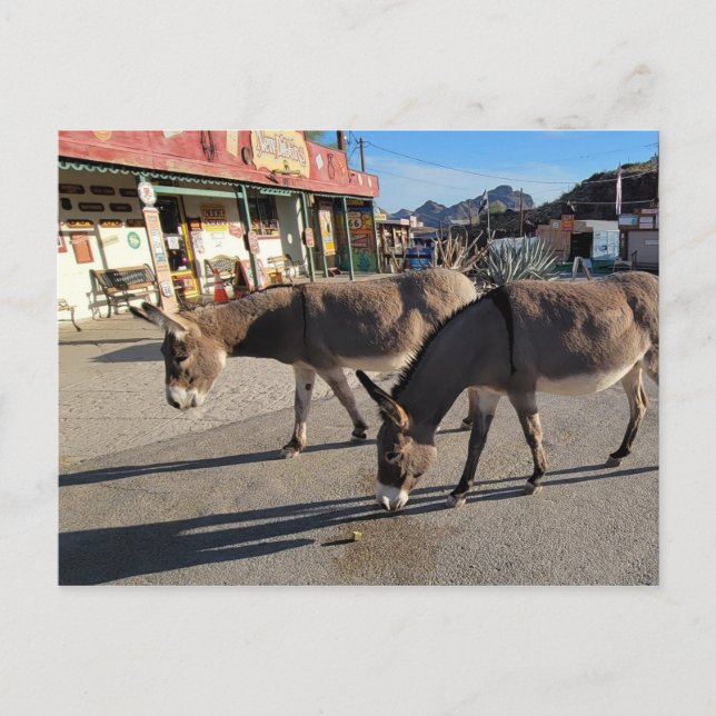 Postal Burros salvajes en Oatman, Arizona (Anverso)