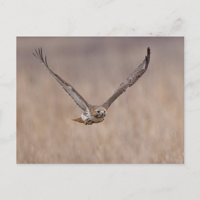 Postal Busardo colirrojo en el valle de Hudson (Anverso)