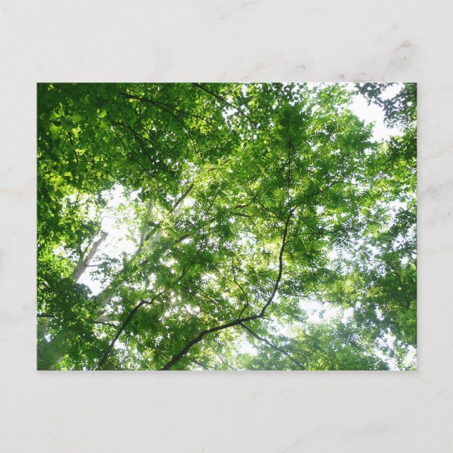 Postal Buscando árboles de verano (Anverso)