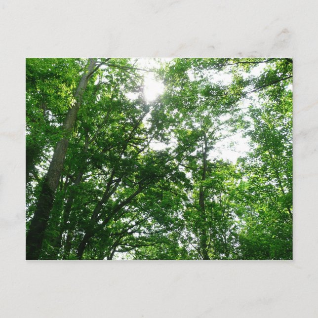 Postal Buscando árboles de verano (Anverso)