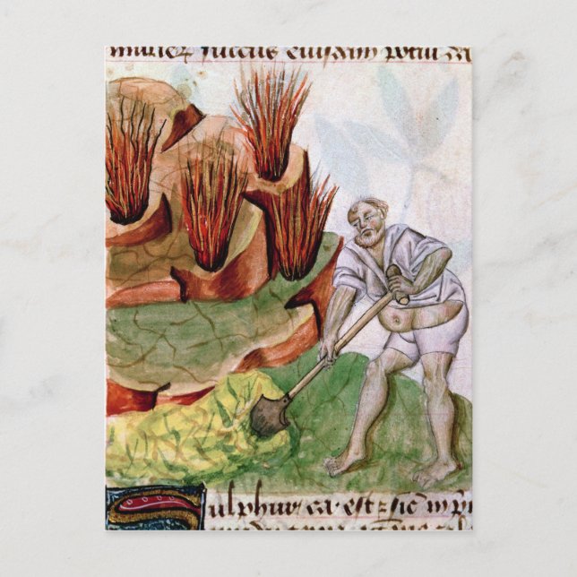 Postal Buscando azufre, dioscoridas 'De Herbis' (Anverso)
