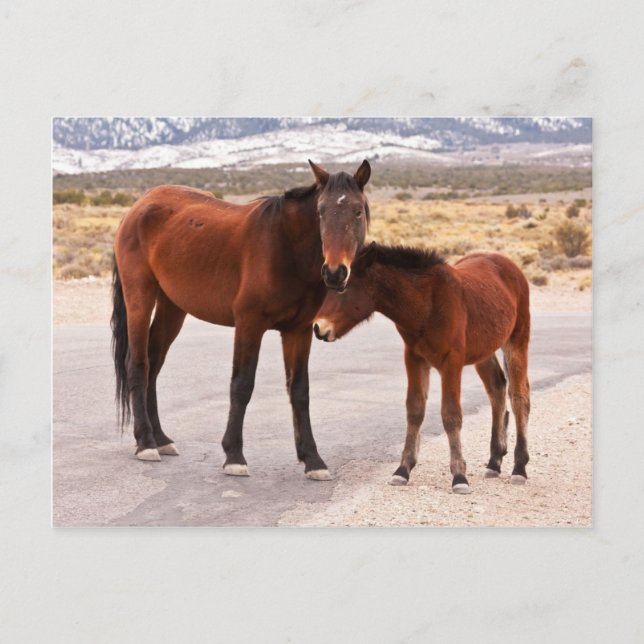 Postal Buscando comodidad (Anverso)