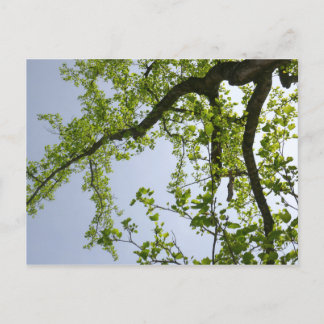 Postal Buscando el árbol popular de primavera