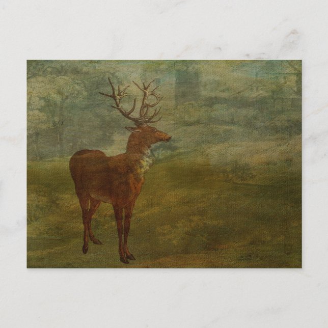 Postal Buscando Landseer (Anverso)